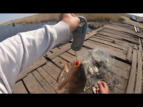 Видео: ДАВНО Я НЕ ЛОВИЛ ТАКИХ САЗАНОВ. ПО НЕСКОЛЬКО ЩУК ЗА РАЗ. РЫБАЛКА МЕЧТЫ С ЛЮБИМОГО МОСТА.ВЗЯЛ ТРОФЕЙ!