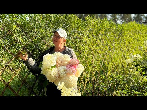 Видео: Живая изгородь из ивы спустя 3 месяца после посадки. Русская ива.