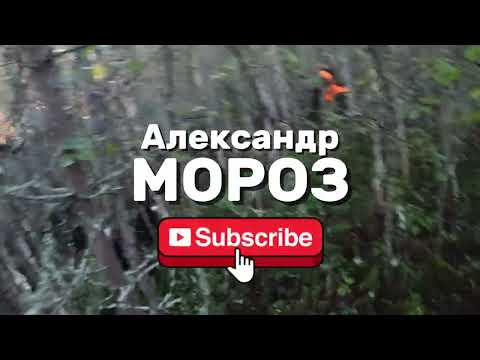 Видео: Добор подранка. Охота на медведя.