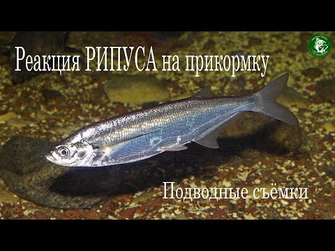 Видео: РЕАКЦИЯ РИПУСА НА ПРИКОРМКУ, СВЕТ! ЧЕМ КОРМИТСЯ, А ЧТО ВЫПЛЁВЫВАЕТ!  ПОДВОДНЫЕ СЪЁМКИ 2022-2023!