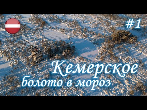 Видео: Кемерское болото в мороз | Frozen Kemeri swamp