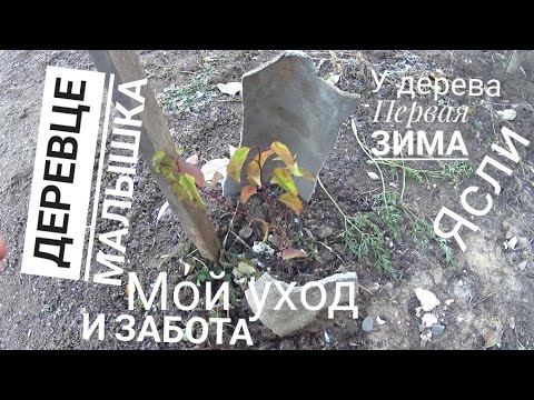 Видео: Молодое Деревце🌱и первая Зима, моя помощь и забота (важная работа на Даче в конце Ноября)