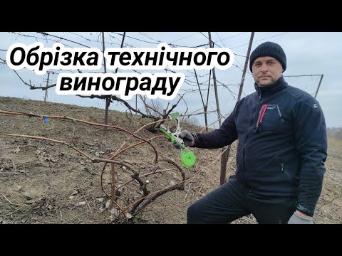 Видео: Обрізка технічого винограду
