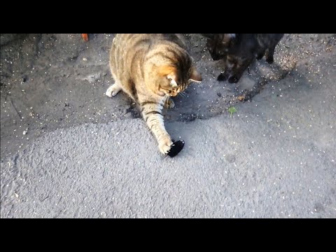 Видео: Заводная мышка для толстого кота Степочки