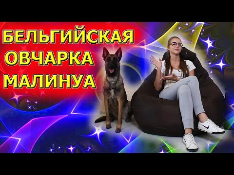 Видео: Все о породе бельгийская овчарка малинуа. Все о бельгийской овчарке малинуа