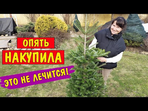 Видео: ОТХВАТИЛА ПИХТУ по дешёвке! ШПАЛЕРЫ - и для нас, и для соседа 😁