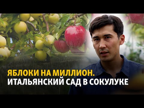 Видео: Как в Кыргызстане стать крупным экспортером яблок?
