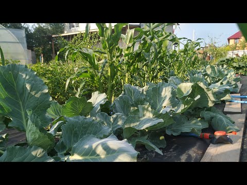 Видео: Мама учит как вырастить море огурцов. Олин китайский способ выращивания капусты. Съемка от 1 июля