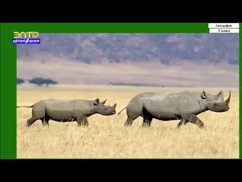 Видео: 7-класс | География |  Африканын жаратылыш зоналары