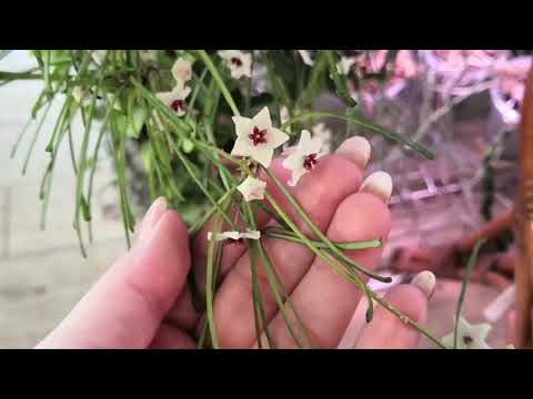 Видео: Волшебное цветение хойи Ретуза.