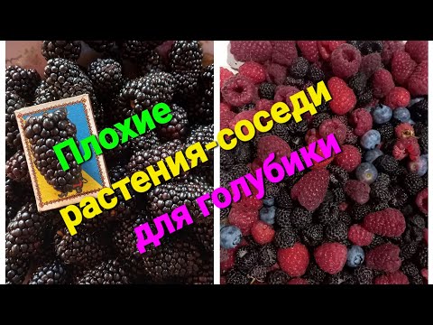 Видео: Не сажайте голубику возле!!!