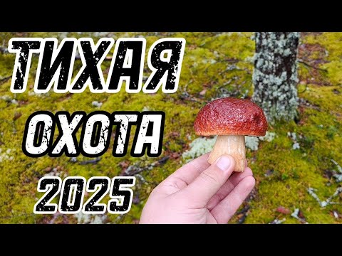 Видео: Грибная разведка l Тихая охота 2025
