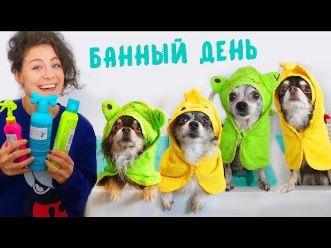 Видео: Собаки купаются! Банный День для питомцев! Что натворила Юми? Чем отличается Эйван от девочек?!