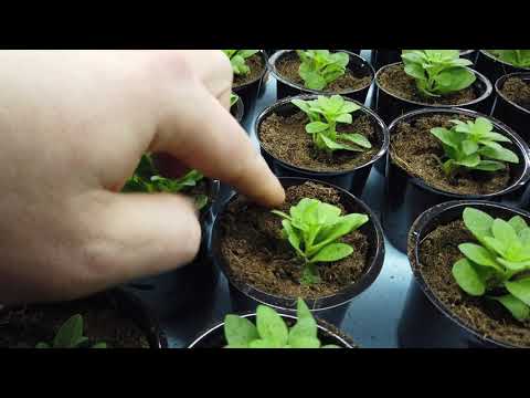 Видео: Уход за хиленькими Ампельными Петуниями(сурфиниями).