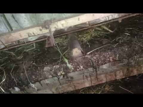 Видео: Про кормовий буряк . Про експлуатацію кліток і прийшли в гості до нутрій щурі 