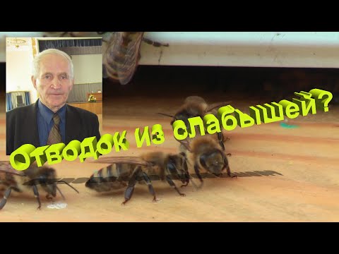 Видео: Профессор Кашковский про сборные отводки из семей слабышей
