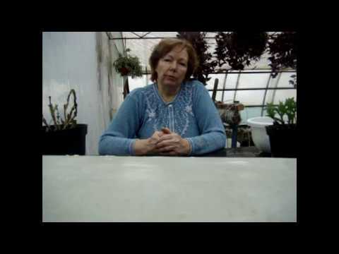 Видео: Как правильно зимой размножить контейнерную гортензию крупнолистную.