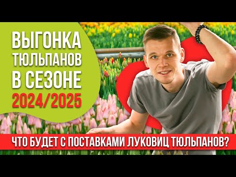Видео: Выгонка тюльпанов в сезоне 2024/2025. Что будет с поставками луковиц тюльпанов 12+?