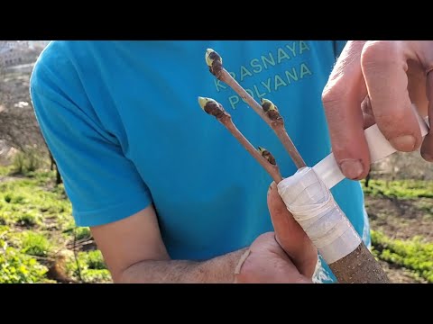 Видео: Как сделать прививку на шелковицу