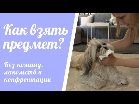 Видео: Собака не отдает предметы (и подбирает на улице) / Воспитание собаки