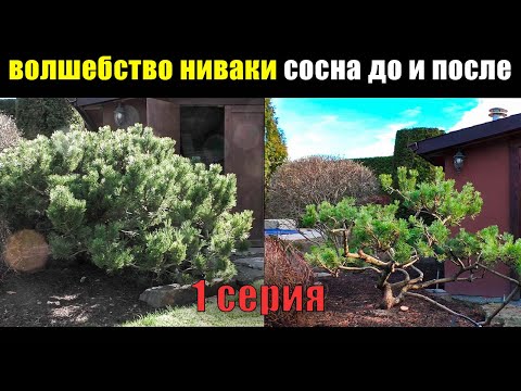 Видео: 1 ЧАСТЬ Как из сосны горной сделать Ниваки Бонсай инструкция. Стрижка формировка обрезка сосны.