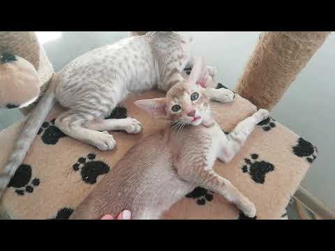 Видео: Питомник ориентальных котят 29.06.2019