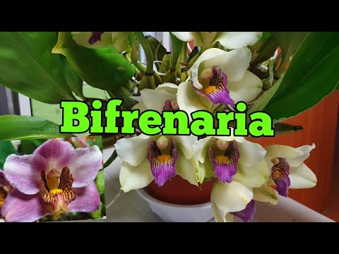 Видео: Бифренари (Bifrenaria) в моих условиях. Описание и уход.