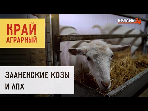 Видео: Зааненские козы и ЛПХ | Край аграрный