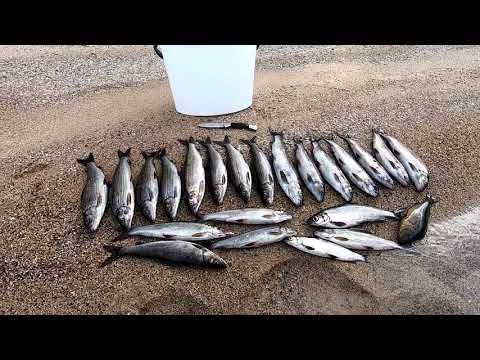 Видео: #Карелия#Рыбалка#Кораблик#Озеро#Хариус Поиск и ловля хариуса на кораблик, на озере.