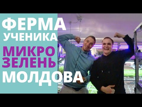 Видео: Обзор Фермы Микрозелени Молдова микрозелень микрогрин