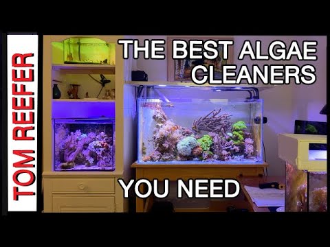 Видео: Рифовый аквариум (ЛУЧШАЯ КОМБИНАЦИЯ ВОДОРОСЛЕЕДОВ - РЕЗУЛЬТАТЫ ЗА 3 ДНЯ)