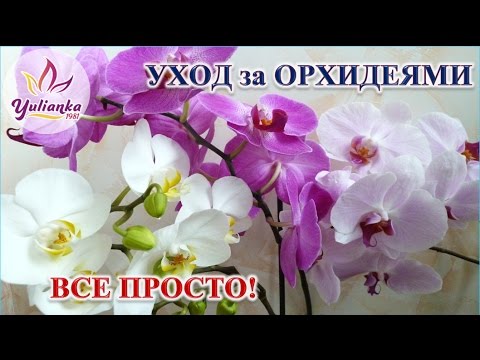 Видео: УХОД за ОРХИДЕЯМИ. ОСНОВНЫЕ МОМЕНТЫ / как это делаю Я