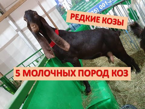 Видео: Редкие породы коз были представлены в Москве