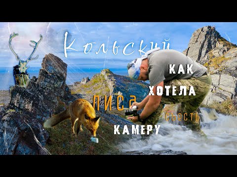 Видео: Кольский. Средний и Рыбачий. Лиса чуть не съела камеру. #путешествия