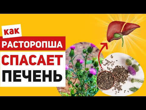 Видео: Что скрывает расторопша? Как силимарин делает печень неуязвимой для токсинов