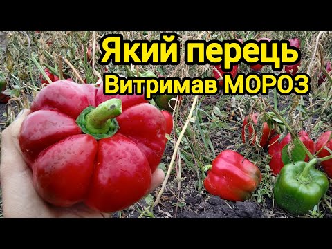 Видео: Який перець витримав мороз.