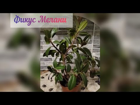 Видео: #фикус Мелани# большой кустик и малыши#уход за фикусами