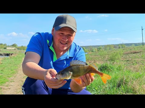 Видео: ПІСЛЯНЕРЕСТОВИЙ ЖОР ОКУНЯ/ РИБАЛКА НА СПІНІНГ #рибалка#спінінг