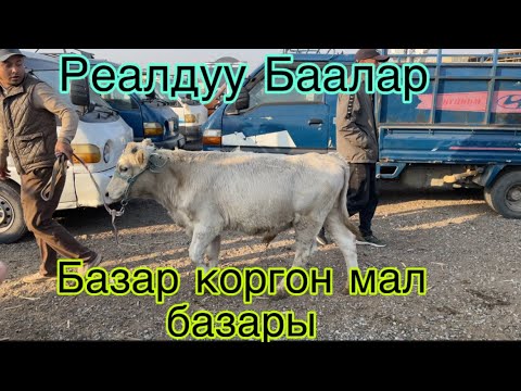 Видео: 12 октябрь 2025 Реалдуу Баалар Базар коргон Мал базары