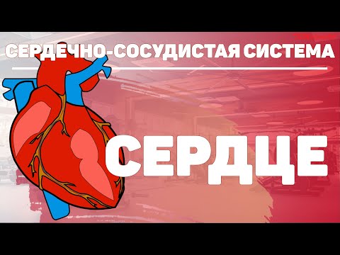 Видео: Сердце человека строение и функции круги кровообращения. Голотопия и синтопия сердца человека