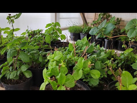 Видео: ПОДКОРМИТЕ ЭТИМ ГОРТЕНЗИЮ! И ДАЖЕ САМЫЙ ХИЛЫЙ КУСТ ПОЙДЁТ В РОСТ