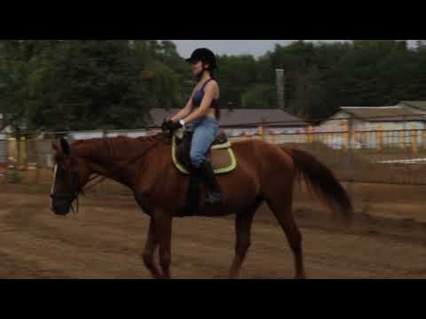 Видео: КАК ПРОХОДИТ УРОК ВЕРХОВОЙ ЕЗДЫ? ТРЕНИРОВКА ВСАДНИКА -  ШАГ РЫСЬ