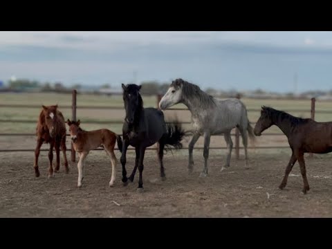Видео: ПРИСОЕДИНИЛ К НОВОМУ ЖЕРЕБЦУ ПОСЛЕ ОЖЕРЕБЕНЬЕ КОБЫЛЫ— ЭТО НАДО ВИДЕТЬ! 🐎💥
