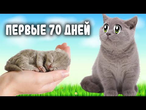 Видео: ПЕРВЫЕ ДВА МЕСЯЦА ЖИЗНИ КОТЯТ! КАК РАСТЁТ НОВОРОЖДЁННЫЙ И СМЕШНОЙ КОТЁНОК СМЕШНЫЕ КОТЫ! 33 Котёнка