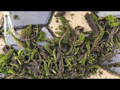 Видео: Мхи и лишайники  уничтожают сад и урожай. ЛЕГКИЕ СПОСОБЫ ЗАЩИТЫ И ЛИКВИДАЦИИ !