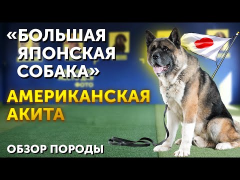 Видео: Обзор породы Американская Акита | История происхождения | Кому подойдет такая собака | Воспитание