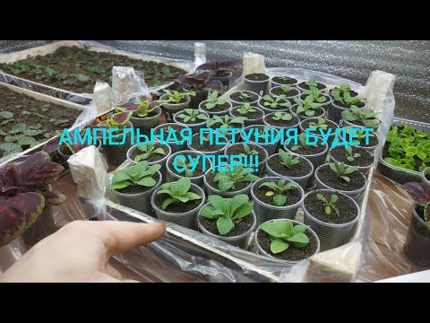 Видео: ВАША АМПЕЛЬНАЯ ПЕТУНИЯ БУДЕТ САМОЙ ШИКАРНОЙ, ЕСЛИ ДЕЛАТЬ ВСЁ ПРАВИЛЬНО!ПИКИРОВКА
