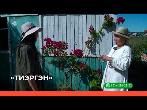 Видео: «Тиэргэн» биэриигэ: Өктөм далбар хотуттара (31.07.23)
