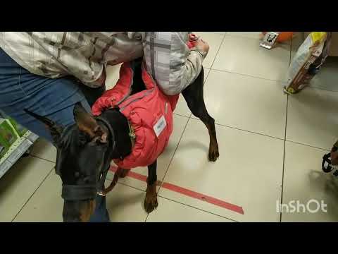 Видео: ПОКУПАЮ ОДЕЖДУ ДОБЕРМАНУ  | ХОЧУ ДОБЕРМАНА