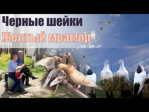 Видео: Чёрные шейки и желтый мрамор - голуби Александра Дарнопых